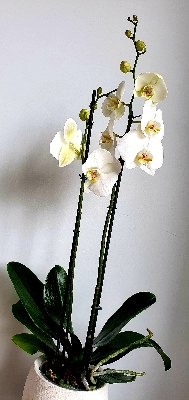 White Orchid Plant with Container